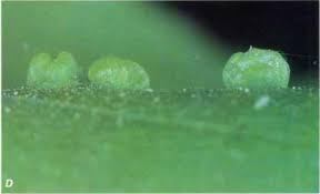 Attēlu rezultāti vaicājumam “Vasates quadripedes”