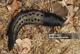 Attēlu rezultāti vaicājumam “Limax cinereoniger”