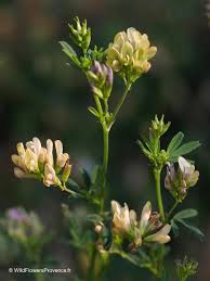 Attēlu rezultāti vaicājumam “Medicago sativa subsp. falcata bud”