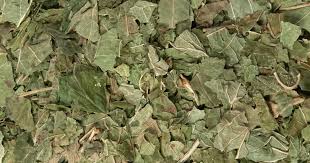 Attēlu rezultāti vaicājumam “Ribes nigrum leaf”