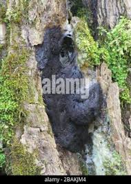 Attēlu rezultāti vaicājumam “Brefeldia maxima spores”