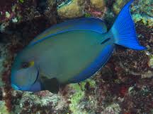 Image result for Acanthurus blochii