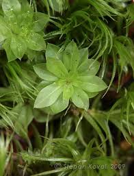 Attēlu rezultāti vaicājumam “Rhodobryum roseum”