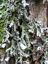 Attēlu rezultāti vaicājumam “Parmelia submontana”