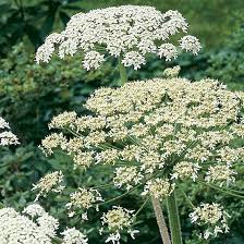 Attēlu rezultāti vaicājumam “Heracleum”
