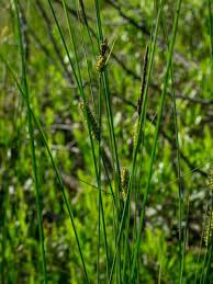 Attēlu rezultāti vaicājumam “Carex lasiocarpa”