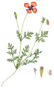 Attēlu rezultāti vaicājumam “Papaver argemone flower”