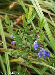 Attēlu rezultāti vaicājumam “Scutellaria galericulata leaf”
