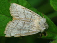 Attēlu rezultāti vaicājumam “Charanyca trigrammica”