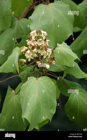 Attēlu rezultāti vaicājumam “Catalpa ovata leaf”