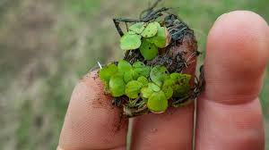 Attēlu rezultāti vaicājumam “Spirodela polyrhiza”