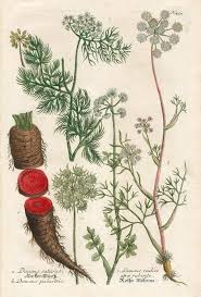 Attēlu rezultāti vaicājumam “Daucus sativus flower”