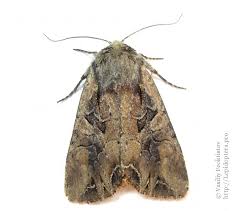 Attēlu rezultāti vaicājumam “Lacanobia suasa”