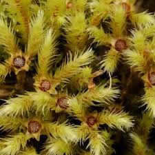 Attēlu rezultāti vaicājumam “Philonotis marchica macro”