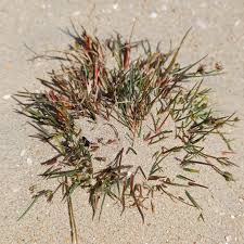 Attēlu rezultāti vaicājumam “Juncus nastanthus”