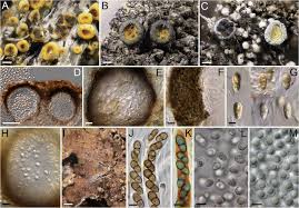 Attēlu rezultāti vaicājumam “Lichenoconium xanthoriae”