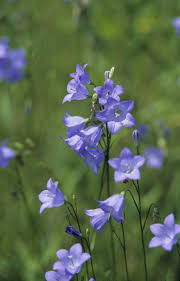 Attēlu rezultāti vaicājumam “Campanula rotundifolia”