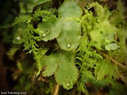 Attēlu rezultāti vaicājumam “Reboulia hemisphaerica”