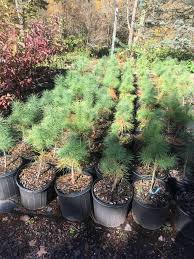 Attēlu rezultāti vaicājumam “Pinus strobus”