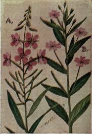 Attēlu rezultāti vaicājumam “Onagraceae”