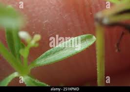 Attēlu rezultāti vaicājumam “Galium trifidum”