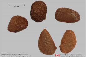 Attēlu rezultāti vaicājumam “Nicotiana tabacum fruit”