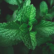 Image result for Mentha piperita