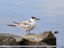 Attēlu rezultāti vaicājumam “Chlidonias hybrida”