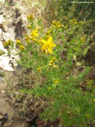 Attēlu rezultāti vaicājumam “Hypericum perforatum bud”