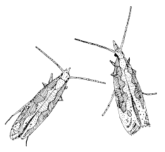 Attēlu rezultāti vaicājumam “Plutellidae”