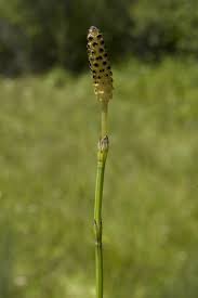 Attēlu rezultāti vaicājumam “Equisetum palustre”