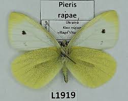 Attēlu rezultāti vaicājumam “Pieris rapae male”