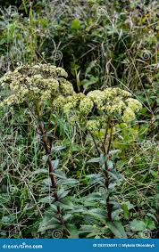 Attēlu rezultāti vaicājumam “Hylotelephium maximum leaf”