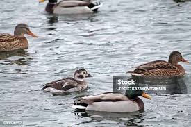 Attēlu rezultāti vaicājumam “Clangula hyemalis male”