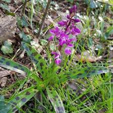 Attēlu rezultāti vaicājumam “Orchis mascula leaf”