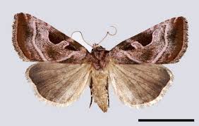 Attēlu rezultāti vaicājumam “Eucarta virgo”