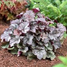 Image result for Heuchera Metallica