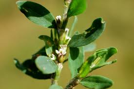 Attēlu rezultāti vaicājumam “Polygonum arenastrum flower”