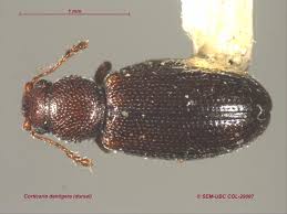 Attēlu rezultāti vaicājumam “Enteridium corticatum”