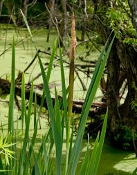 Attēlu rezultāti vaicājumam “Typha latifolia”