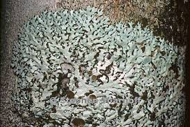 Attēlu rezultāti vaicājumam “Hypotrachyna sp.”