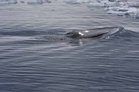 Image result for Balaenoptera bonaerensis