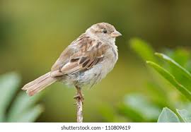 Attēlu rezultāti vaicājumam “Passer domesticus”