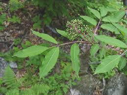 Attēlu rezultāti vaicājumam “Sambucus racemosa leaf”