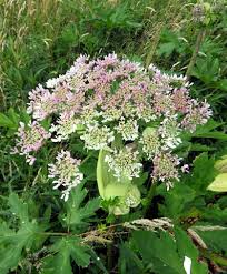 Attēlu rezultāti vaicājumam “Heracleum sosnowskyi fruit”