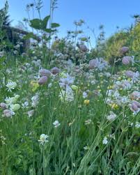 Attēlu rezultāti vaicājumam “Silene tatarica flower”