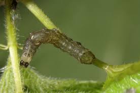 Attēlu rezultāti vaicājumam “Abrostola triplasia”