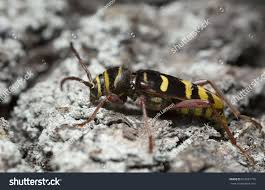 Attēlu rezultāti vaicājumam “Plagionotus detritus imago”