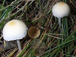 Attēlu rezultāti vaicājumam “Psathyrella pygmaea”