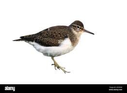 Attēlu rezultāti vaicājumam “Actitis hypoleucos”